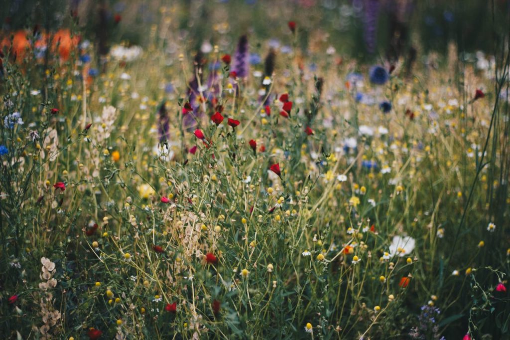 5 ways to protect biodiversity in the UK
