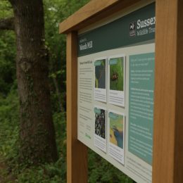 Bowman b interpretation display