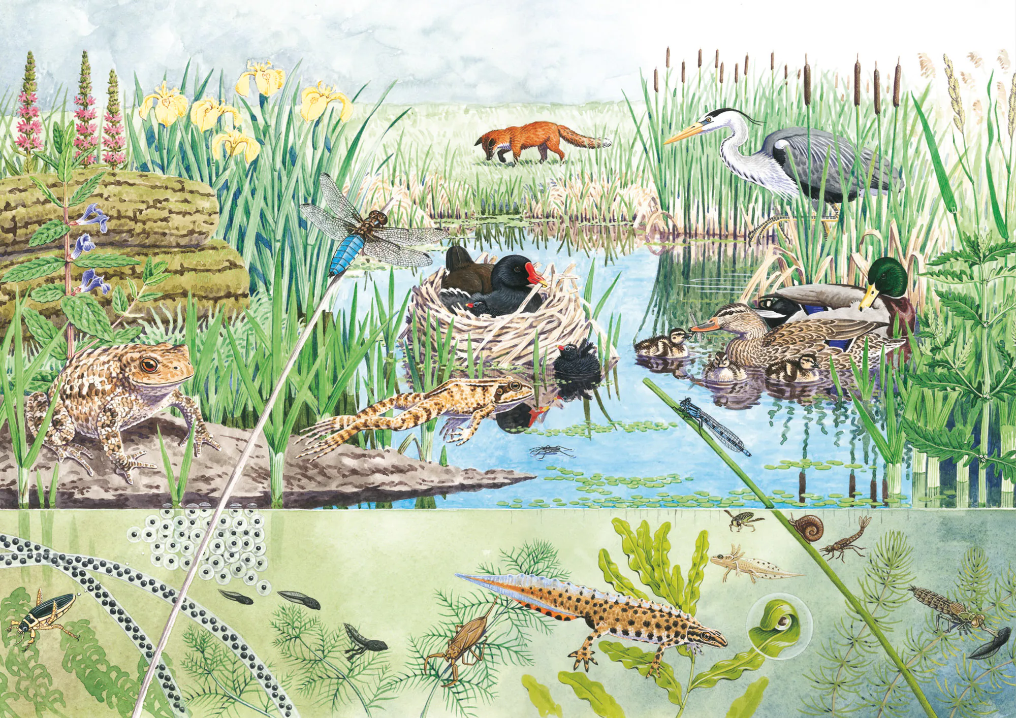 Illustration images pond cutaway illustration