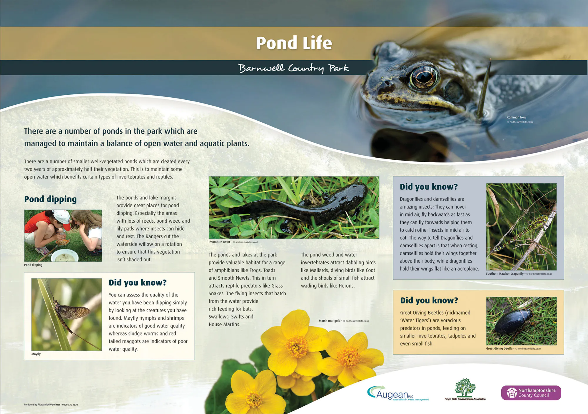 Interpretation panels pond life