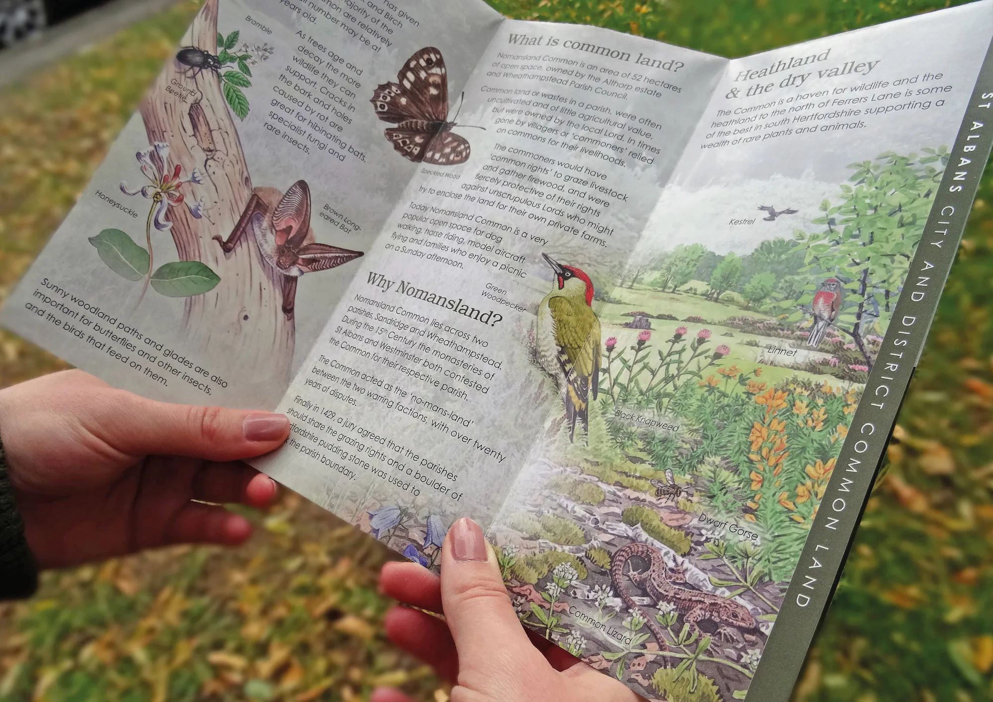 Printed literature leaflet watercolour