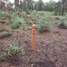 Waymarking post oak nature